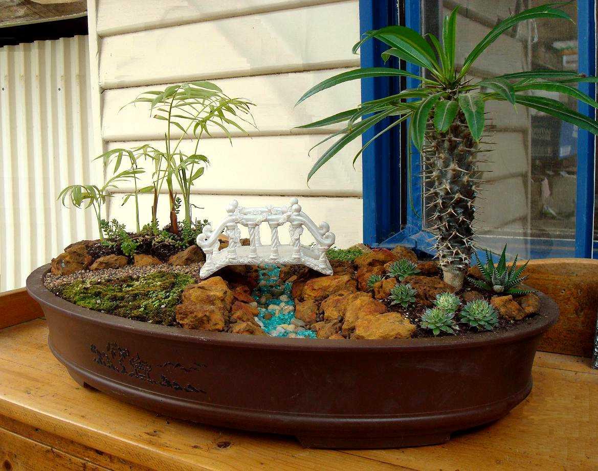 Bonsai large oval..Bridge 