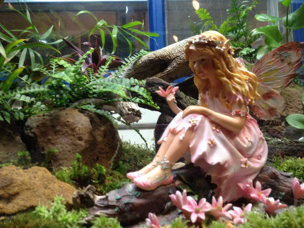 Fern fairy tank, close up 