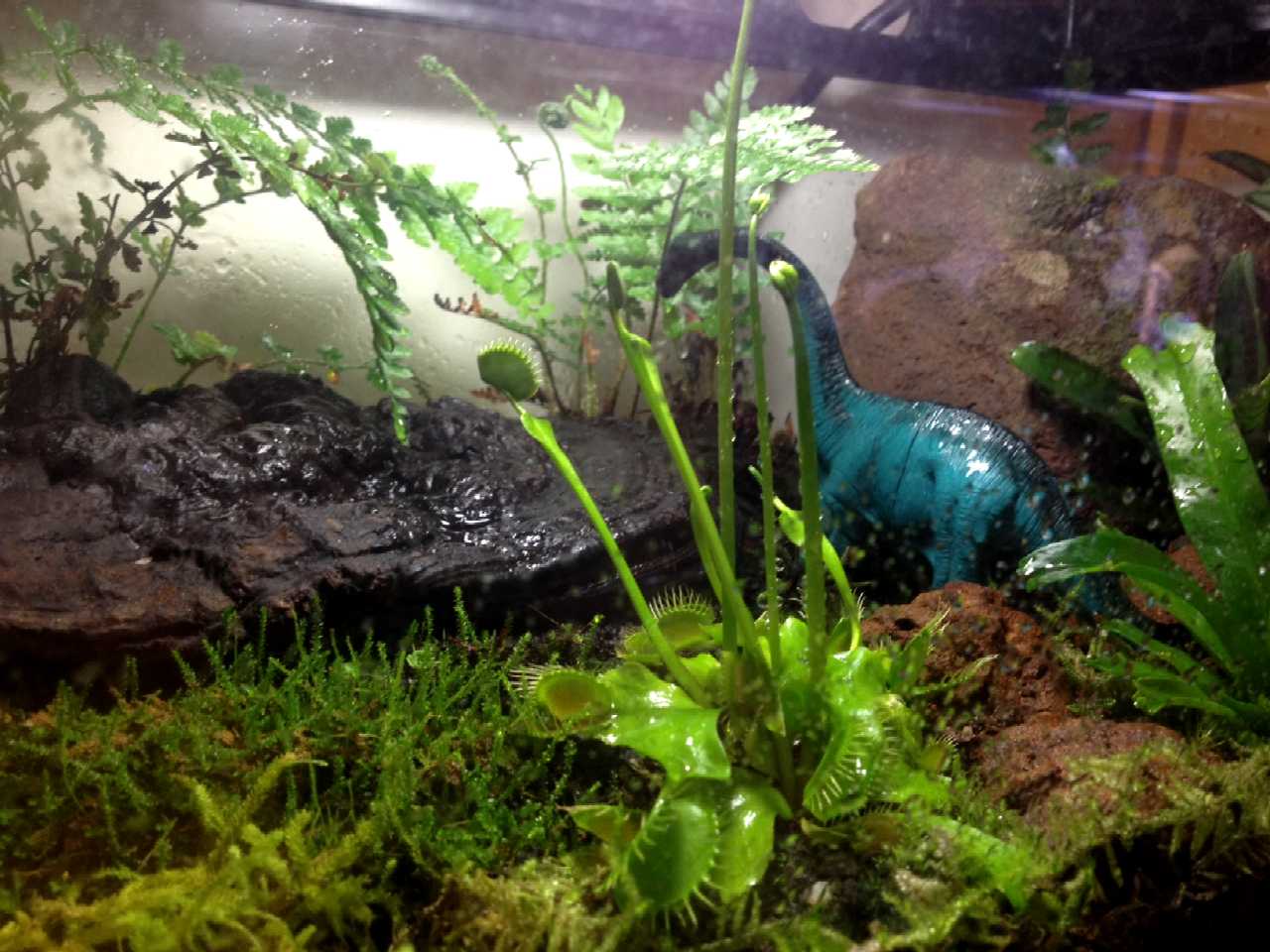 Fly trap dino tank, close up 