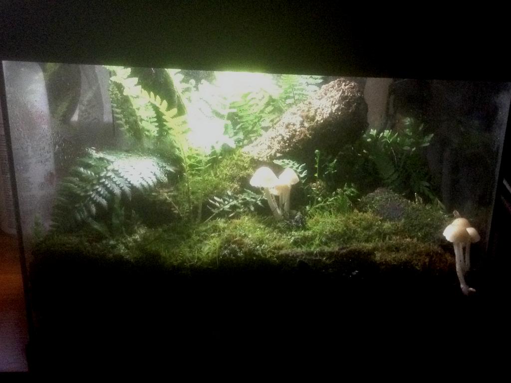 Tank  Moss  & real 'shrooms 